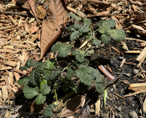young sprout