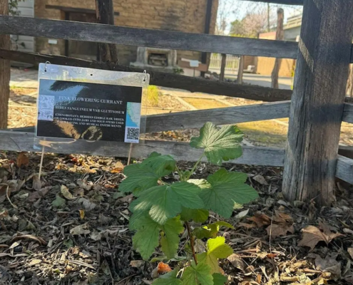 native plants