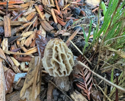 mushroom