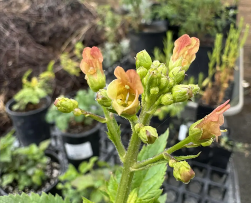 flowering